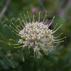 Leucospermum calligerum