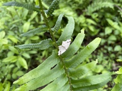 Macaria notata