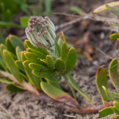 Leucospermum calligerum