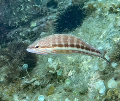 Serranus cabrilla