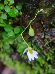Utricularia striatula