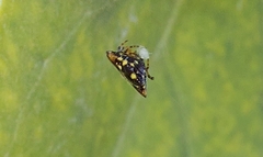 Gasteracantha geminata
