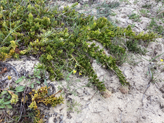Leucospermum calligerum