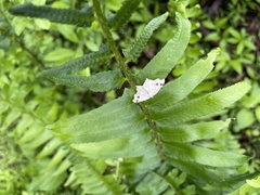 Macaria notata