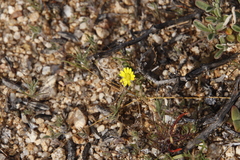 Leysera gnaphalodes