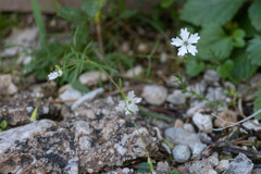 Heliosperma pusillum