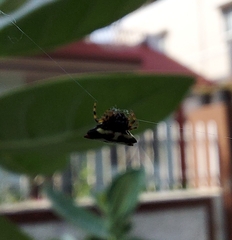 Gasteracantha geminata