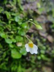 Utricularia striatula
