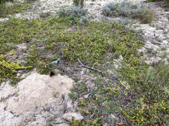 Leucospermum calligerum