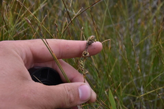 Carex livida