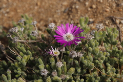 Drosanthemum