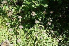 Clinopodium caucasicum