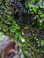 Utricularia striatula