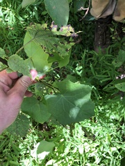 Menispermum canadense