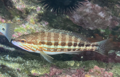Serranus cabrilla