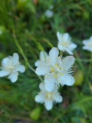 Parnassia cirrata intermedia