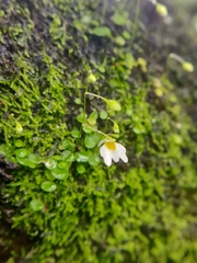 Utricularia striatula