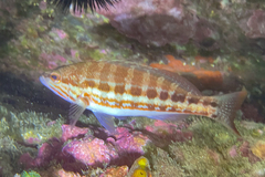 Serranus cabrilla