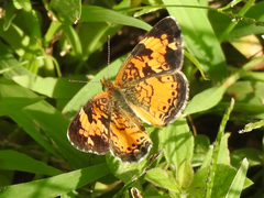 Phyciodes cocyta