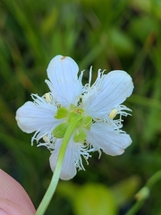Parnassia cirrata intermedia