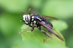 Spilomyia fusca