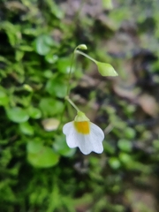 Utricularia striatula