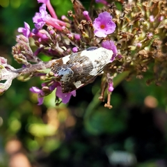 Acontia lucida