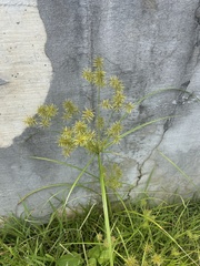 Cyperus
