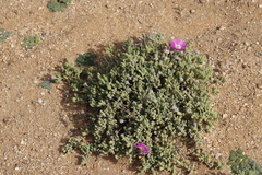 Drosanthemum