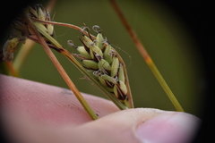 Carex livida