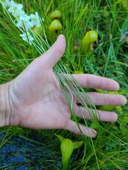 Parnassia cirrata intermedia