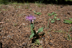 Centaurea nigrescens