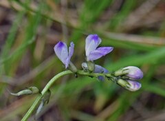 Astragalus alpinus