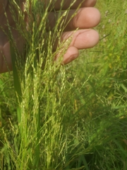Panicum dichotomiflorum