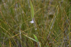 Dichanthelium acuminatum