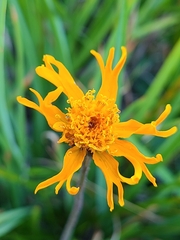 Raillardella pringlei