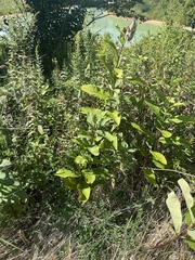 Asclepias syriaca