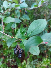 Aronia melanocarpa
