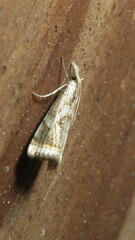 Microcrambus elegans