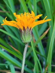 Raillardella pringlei