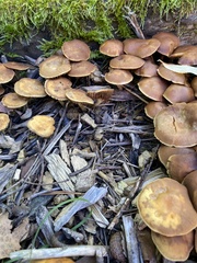Psathyrella piluliformis