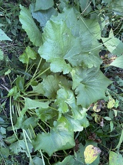 Arnoglossum reniforme