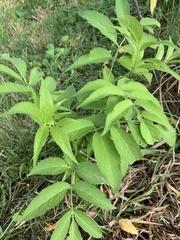 Sambucus canadensis