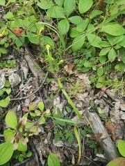 Pedicularis labradorica