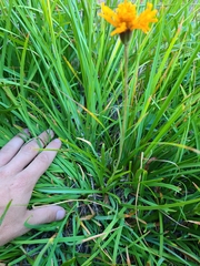 Raillardella pringlei