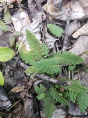 Pedicularis labradorica