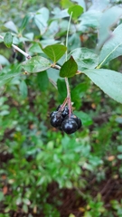 Aronia melanocarpa