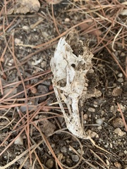 Oryctolagus cuniculus