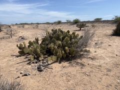 Opuntia comonduensis
