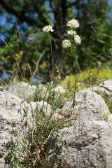 Allium marschalianum